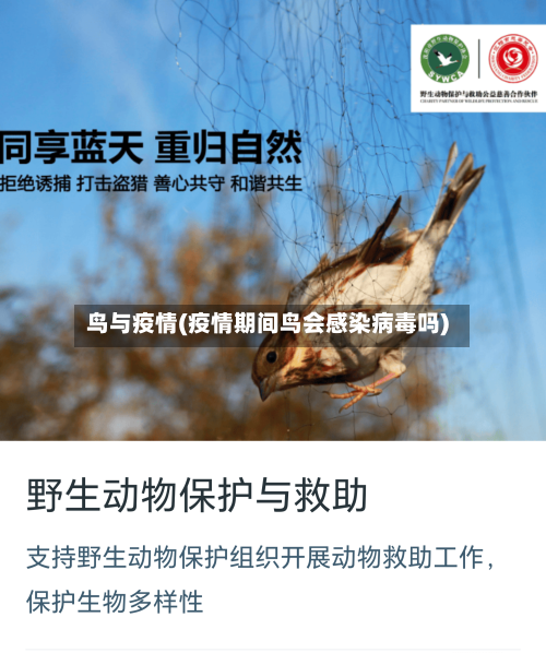 鸟与疫情(疫情期间鸟会感染病毒吗)-第1张图片