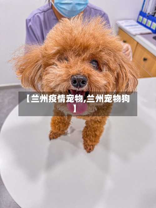 【兰州疫情宠物,兰州宠物狗】-第2张图片