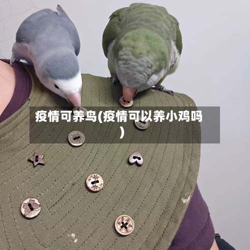 疫情可养鸟(疫情可以养小鸡吗)-第2张图片