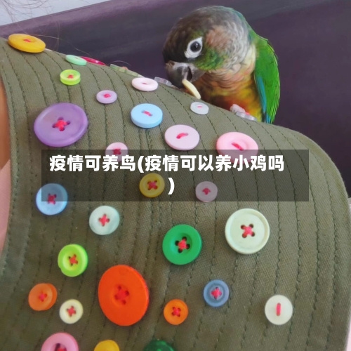 疫情可养鸟(疫情可以养小鸡吗)-第1张图片