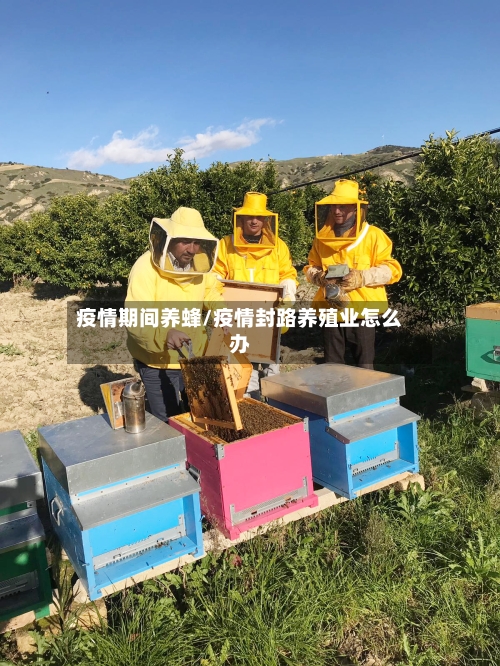 疫情期间养蜂/疫情封路养殖业怎么办-第1张图片
