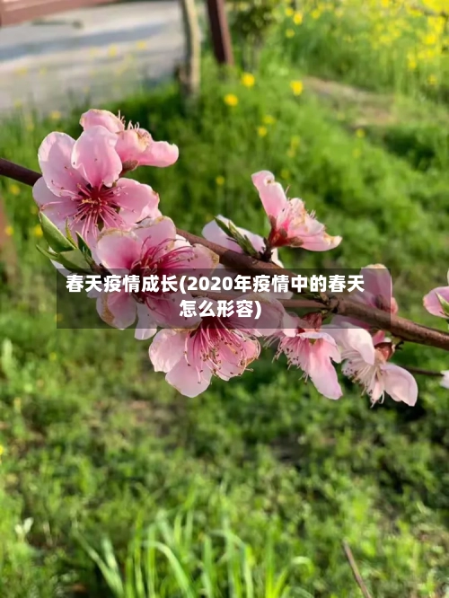 春天疫情成长(2020年疫情中的春天怎么形容)-第2张图片