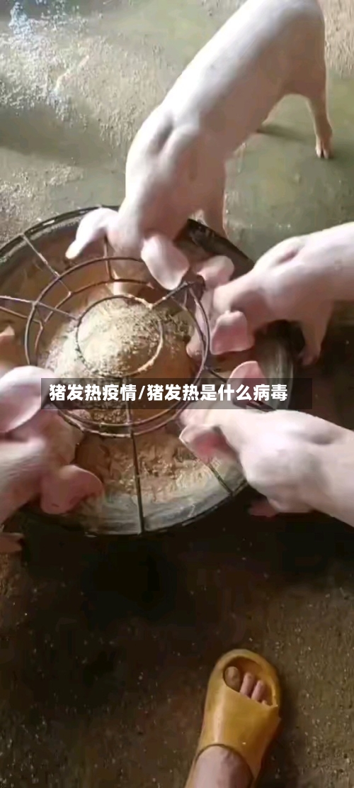 猪发热疫情/猪发热是什么病毒-第1张图片