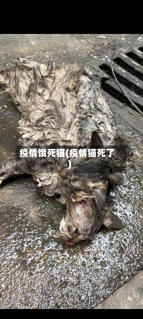疫情饿死猫(疫情猫死了)-第3张图片