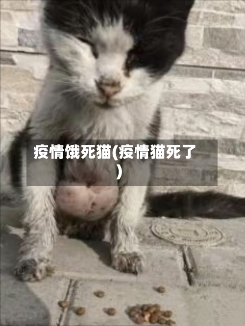 疫情饿死猫(疫情猫死了)-第1张图片