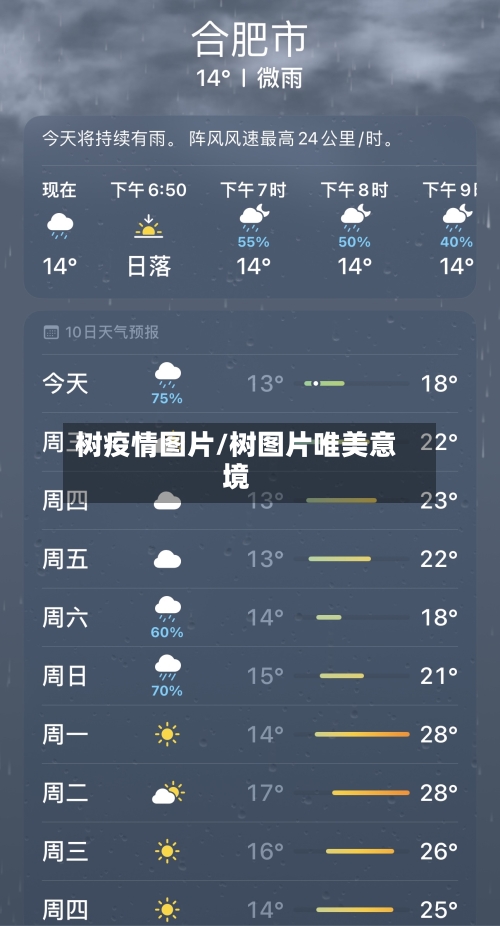 树疫情图片/树图片唯美意境-第3张图片