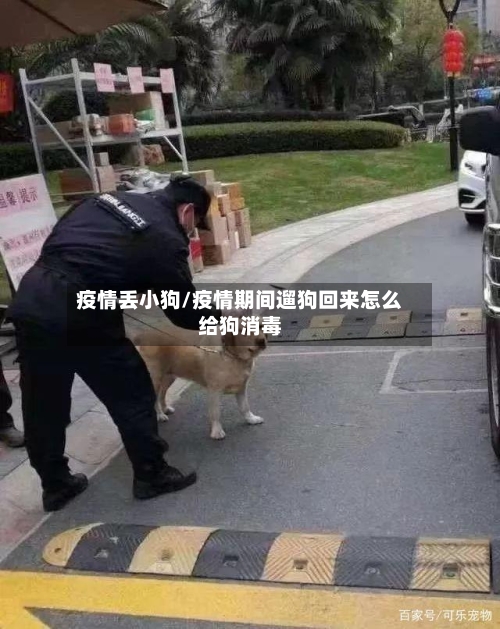 疫情丢小狗/疫情期间遛狗回来怎么给狗消毒-第1张图片