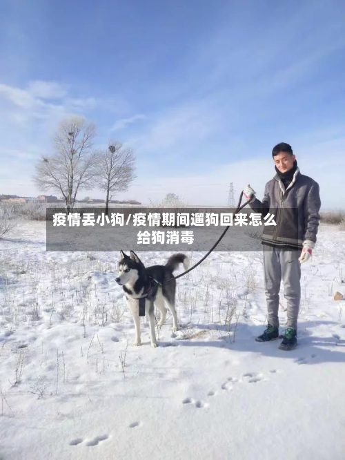 疫情丢小狗/疫情期间遛狗回来怎么给狗消毒-第2张图片