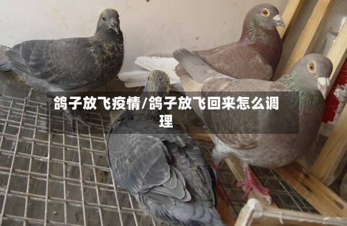 鸽子放飞疫情/鸽子放飞回来怎么调理-第1张图片