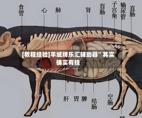 [教程经验]羊城牌乐汇辅助器	”其实确实有挂-第2张图片