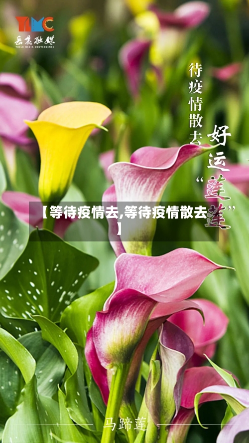 【等待疫情去,等待疫情散去】-第3张图片