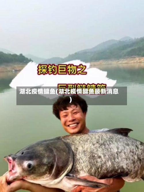 湖北疫情鳙鱼(湖北疫情鳙鱼最新消息)-第3张图片