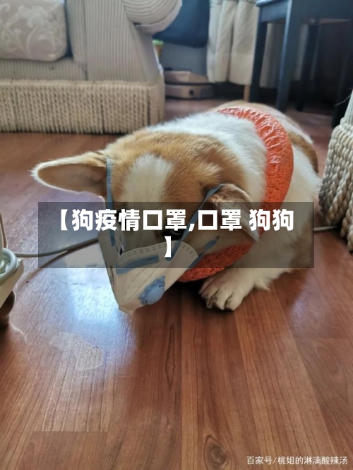 【狗疫情口罩,口罩 狗狗】-第1张图片