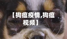 【狗瘟疫情,狗瘟视频】-第1张图片