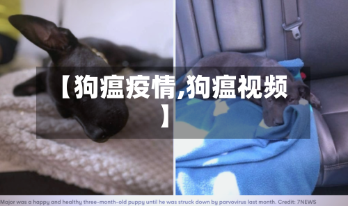 【狗瘟疫情,狗瘟视频】-第2张图片