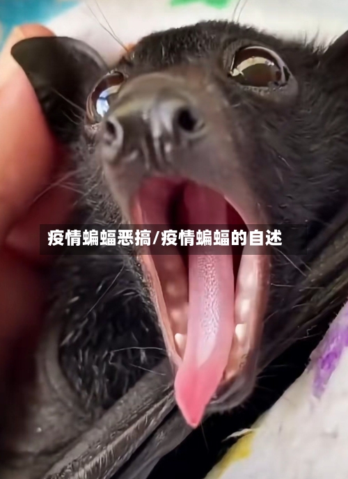 疫情蝙蝠恶搞/疫情蝙蝠的自述-第1张图片